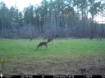 Picture of Beaverdam Farm North - Wilkes County, GA
