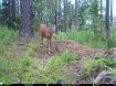 Picture of Beaverdam Farm North - Wilkes County, GA