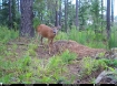 Picture of Beaverdam Farm North - Wilkes County, GA