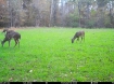 Picture of Beaverdam Farm North - Wilkes County, GA